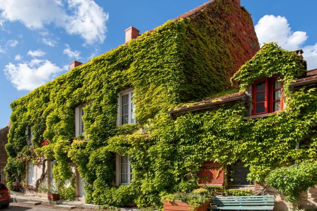 Když se fasáda domu ztratí v zeleni