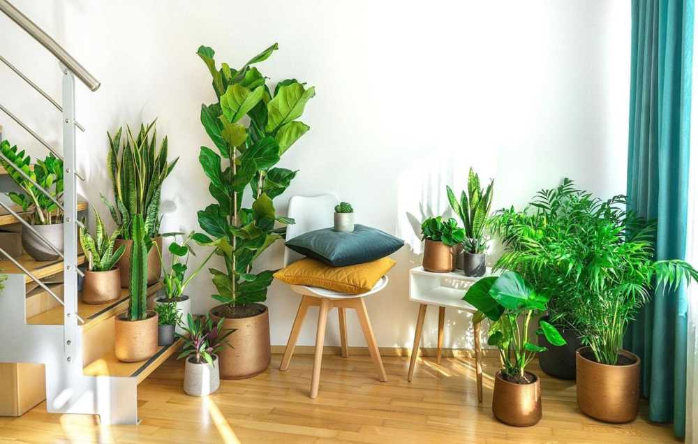 pokojové rostliny v interiéru