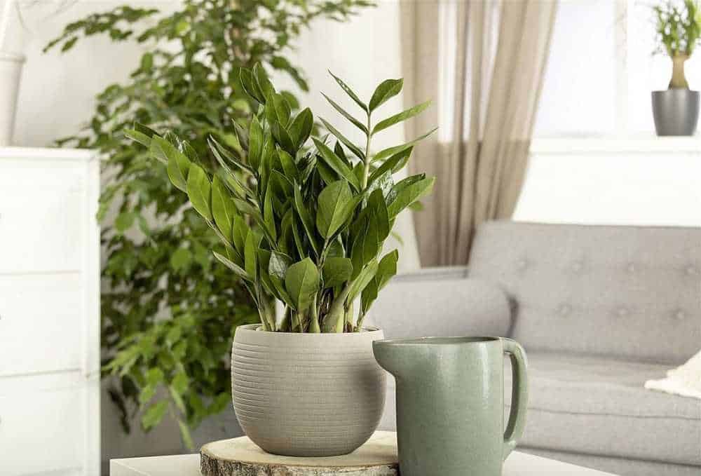 Rostliny v interiéru