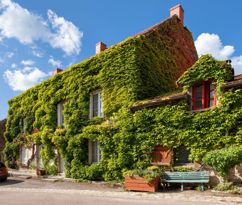 Když se fasáda domu ztratí v zeleni