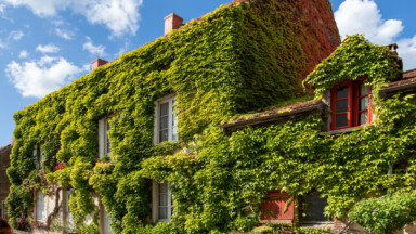 Když se fasáda domu ztratí v zeleni